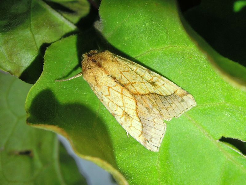 Pyrrhia umbra (Noctuidae)